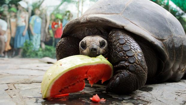Big Tortoises in Prague Zoo, photo: Tomáš Adamec, Prague Zoo
