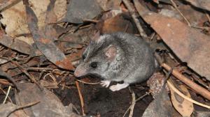 Vakomyš Aitkenova mívá obvykle hmotnost kolem 20 až 25 gramů. Foto: Peter Hammond