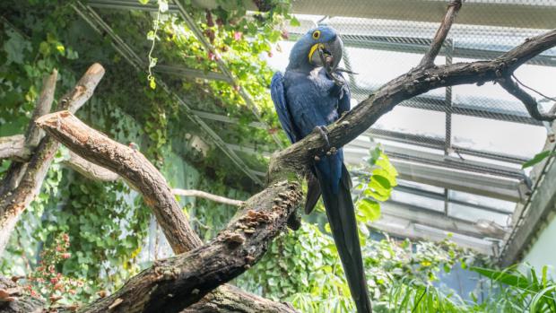 Photo: Petr Hamerník, Zoo Praha