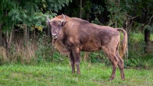 Dvouletá chovná samice Omega (na snímku) se ve výběhu zabydlela už v září.  Foto Oliver Le Que, Zoo Praha