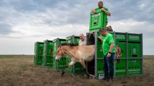 Vypouštění hřebce Galvana. Foto Oliver Le Que, Zoo Praha