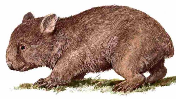 Common wombat. Illustration: Pavel Procházka