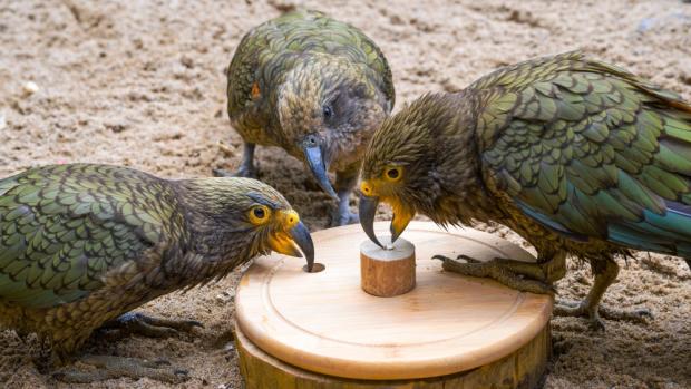 Foto: Petr Hamerník, Zoo Praha