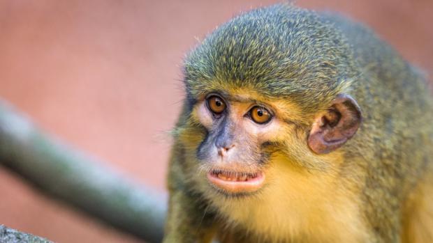 Šklíba (“Grinny”), a northern talapoin male, in the Dja Reserve pavilion. Photo: Petr Hamerník, Prague Zoo