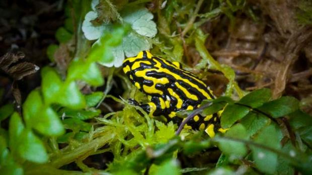 Foto: Miroslav Bobek