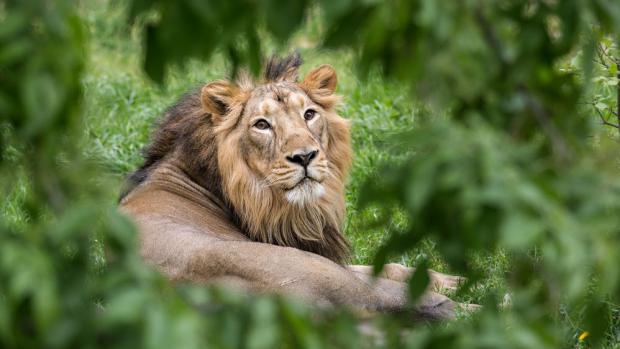 Lev Indický Jamvan ve výběhu pražské zoo. Foto: Václav Šilha, Zoo Praha