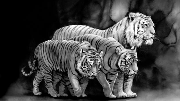 Tygr sumaterský, tygr malajský a tygr ussurijský