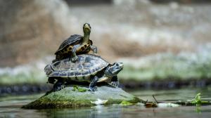 Photo: Oliver Le Que, Prague Zoo