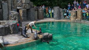 Экспозиция  морских котиков