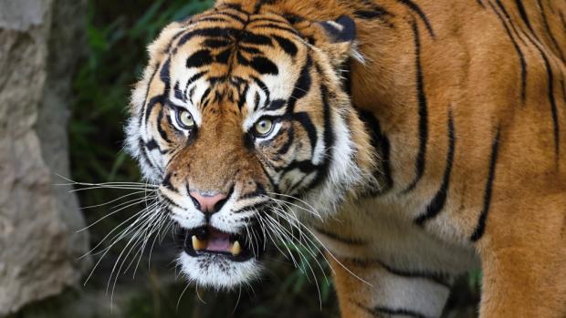 Tygr sumaterský Achilles, foto: Miroslav Bobek, Zoo Praha