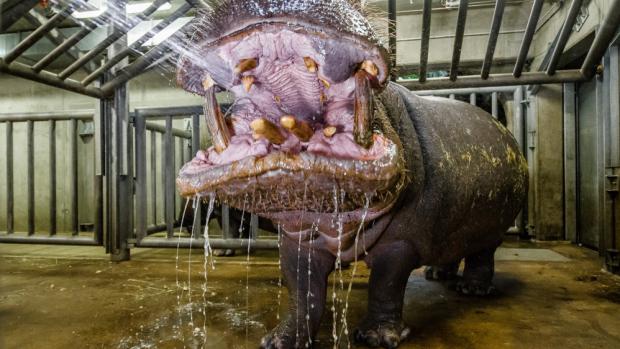 Pravidelný „čistící rituál“ si Slávek náramně užívá. Foto: Petr Hamerník, Zoo Praha.