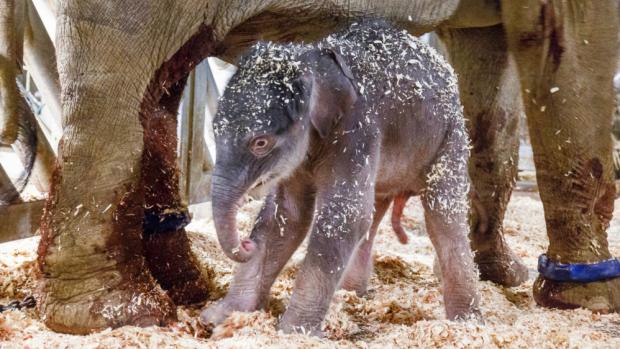 Sloní sameček hodinu a čtvrt po narození. Miroslav Bobek, Zoo Praha