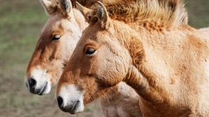 Foto: Miroslav Bobek, Zoo Praha