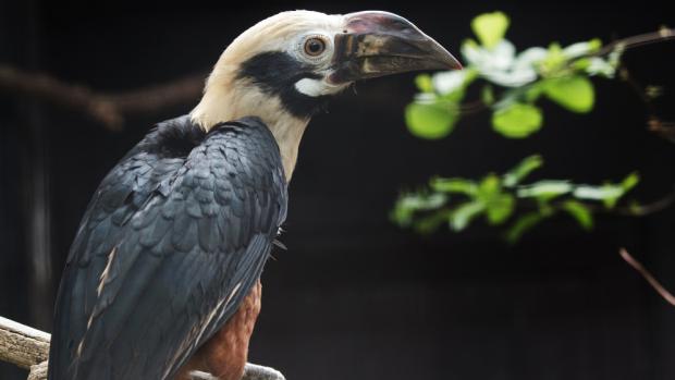 Mládě zoborožce rýhozobého může vyrůst až v takto krásného jedince. Foto: Tomáš Adamec
