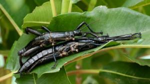 Photo: Rohan Cleave, Zoos Victoria