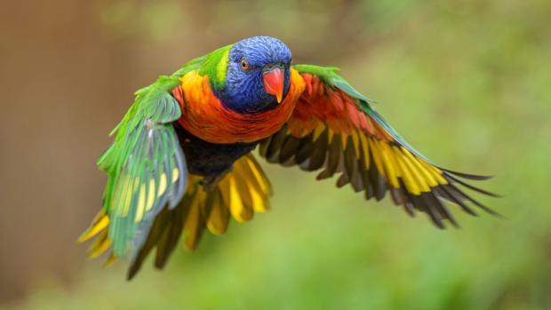 Lori horský, foto: Petr Hamerník, Zoo Praha