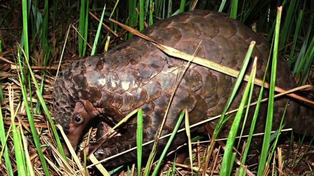 Třebaže je vyfotografován na zemi, jde o stromový druh luskouna. Foto K. J. Petrželková