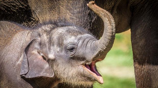 Sloní sameček už váží 170 kilogramů a je velmi čiperný. Foto: Petr Hamerník, Zoo Praha.