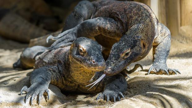 Speciální krmení varanů komodských bude probíhat v Indonéské džungli. Foto: Petr Hamerník