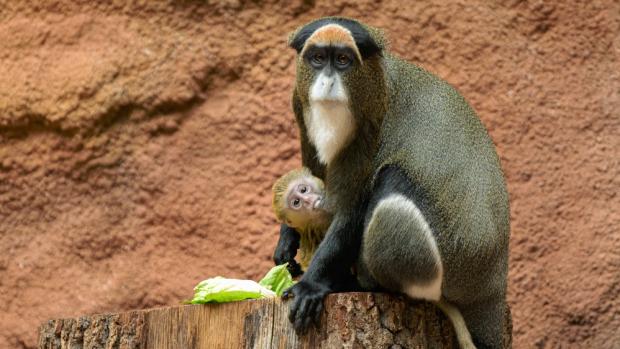  Kočkodani Brazzovi žijí v Rezervaci Dja od roku 2022 a již rok po svém příchodu úspěšně odchovali mláďata. Foto: Petr Hamerník, Zoo Praha