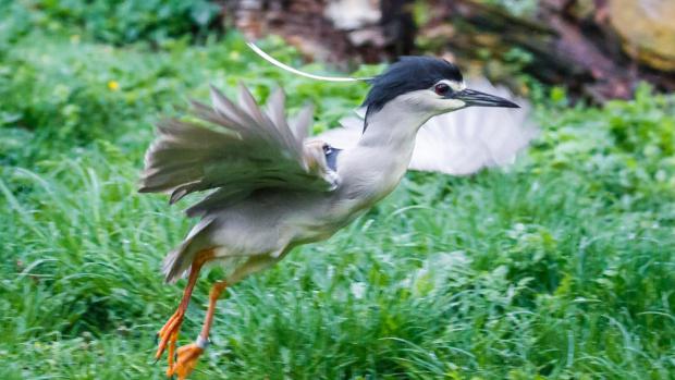 Kvakoš noční s vysílačkou, foto: Miroslav Bobek, Zoo Praha