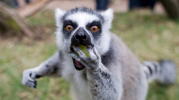 Lemur kata s hroznovým vínem, foto (c) Tomáš Adamec