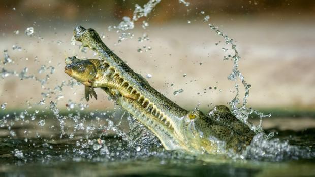 Foto: Petr Hamerník, Zoo Praha