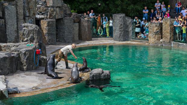 Экспозиция  морских котиков