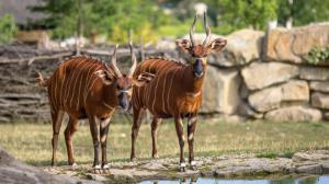 Eastern bongo. Photo: Petr Hamerník, Prague Zoo