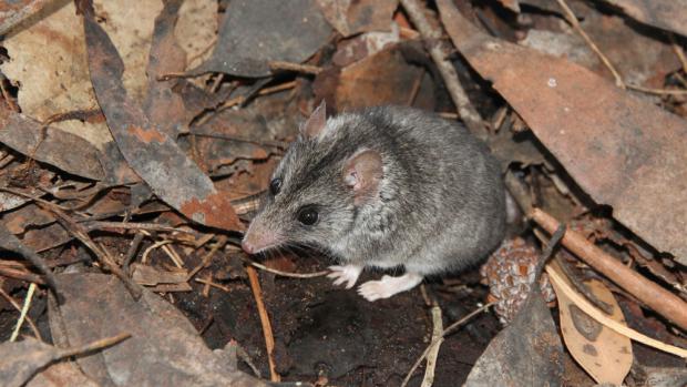 The Kangaroo Island dunnart usually weighs around 20 to 25 grams. Photo: Peter Hammond