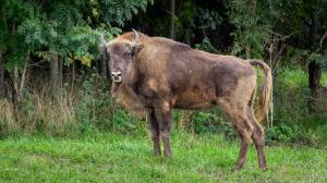 Двухлетняя племенная самка Омега (на фото) поселилась в вольере в сентябре.  Фото: Оливер Ле Кью, Пражский зоопарк