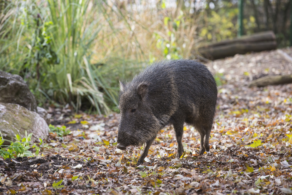Od roku 2016, kdy začala Zoo Praha chovat pekariho Wagnerova (Catagonus wagneri), podporuje paraguayskou nevládní organizaci usilující o zachování tohoto ohroženého sudokopytníka v místní přírodě. Pekariové jsou v zoologických zahradách vzácní a mláďata z Prahy jsou velkým přínosem pro evropský chov. Foto: Petr Hamerník