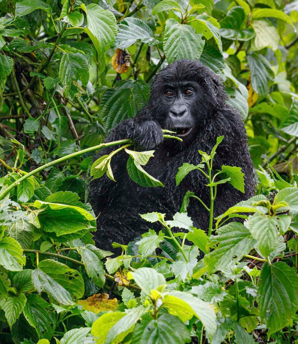 Photo: Miroslav Bobek