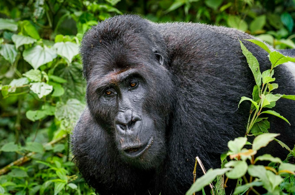 Photo: Miroslav Bobek