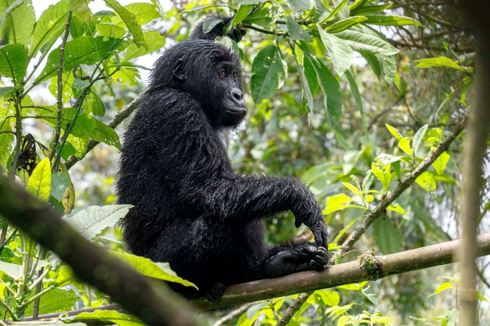 Photo: Miroslav Bobek