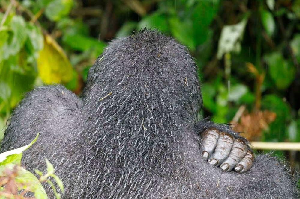 Photo: Miroslav Bobek