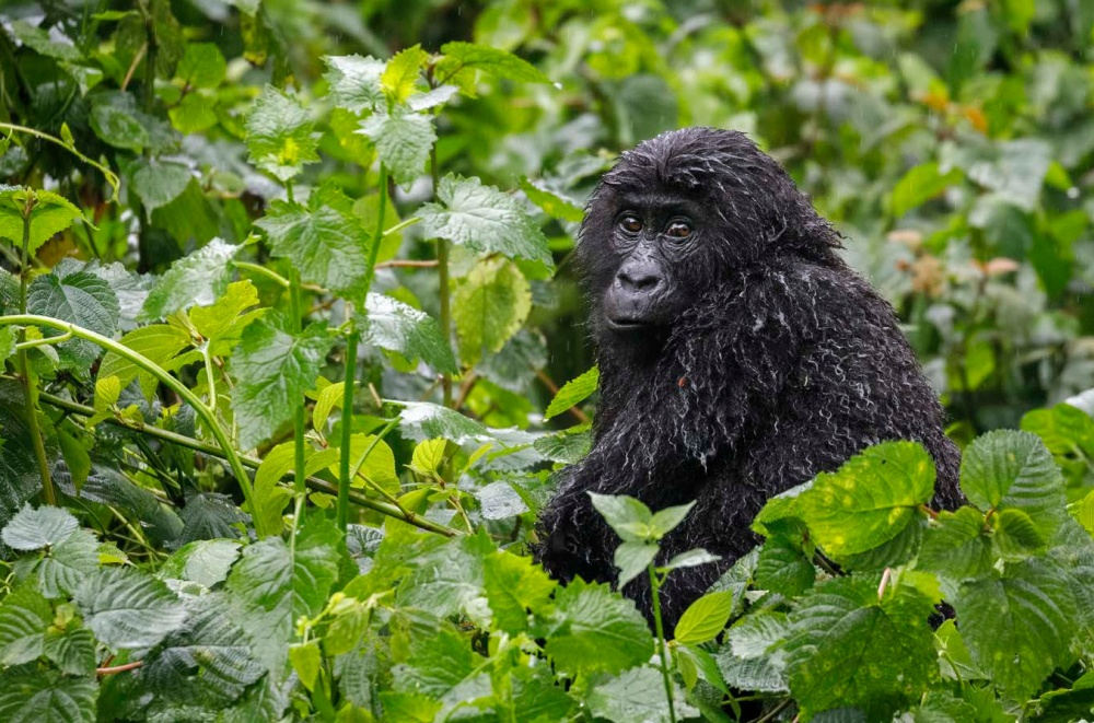 Photo: Miroslav Bobek