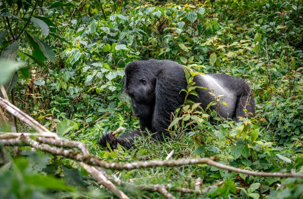 Photo: Miroslav Bobek