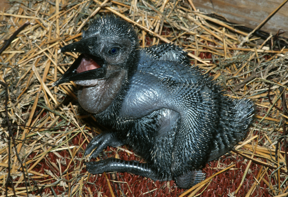 Foto: Vladimír Motyčka, Zoo Praha