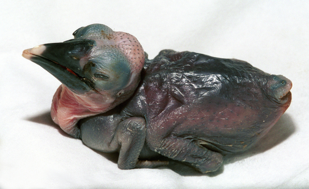 Foto: Vladimír Motyčka, Zoo Praha