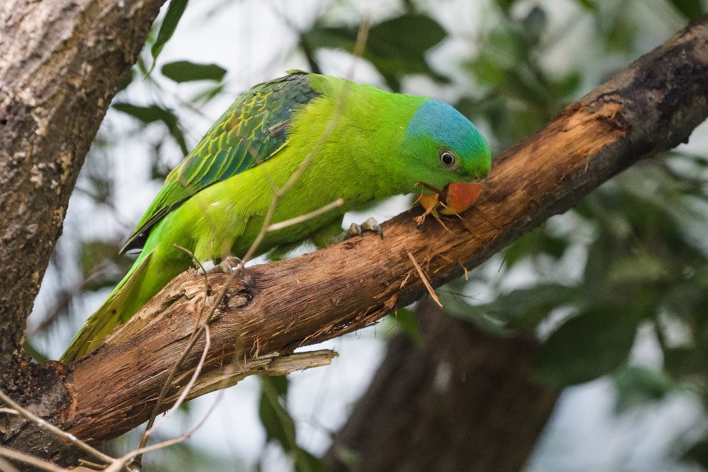 Vůbec největších změn po zásahu všetečných ptačích zobáků doznala tři týdny po otevření Rákosova pavilonu expozice Filipíny, kde je znát práce mady modrotemenného. Ačkoliv jde o jeden z nejmenších druhů papoušků v pavilonu, dle předpokladu prokázal největší schopnost destrukce vegetace. Foto: Petr Hamerník, Zoo Praha.
