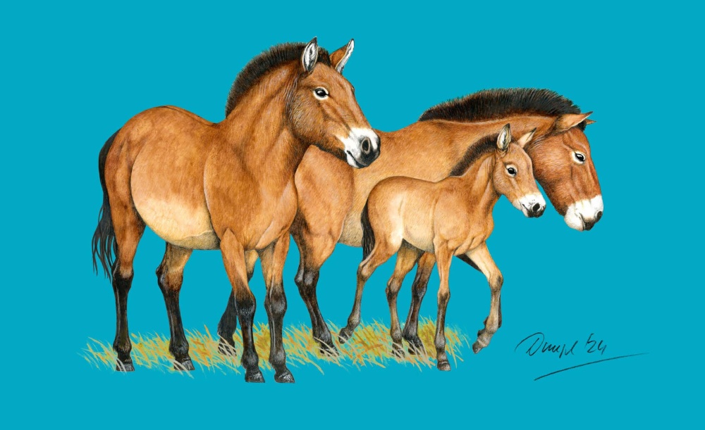 Ilustrace: Jan Dungel