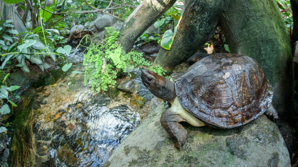 Želva záhadná, foto: Petr Hamerník, Zoo Praha