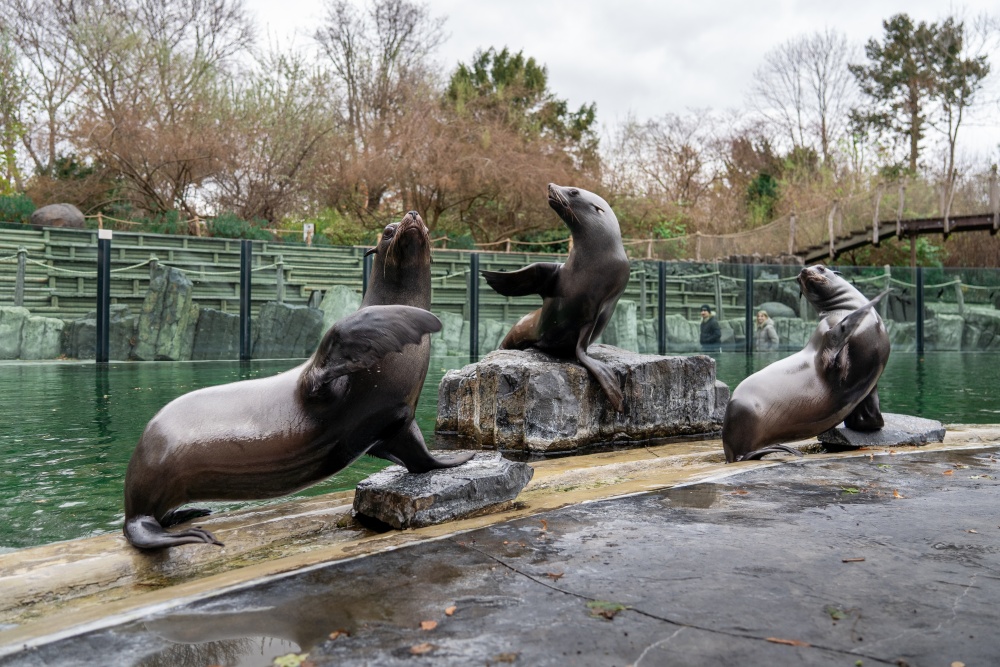 Samičky lachtana jihoafrického – Daisy, Ronja a Abeba. Foto Oliver Le Que, Zoo Praha