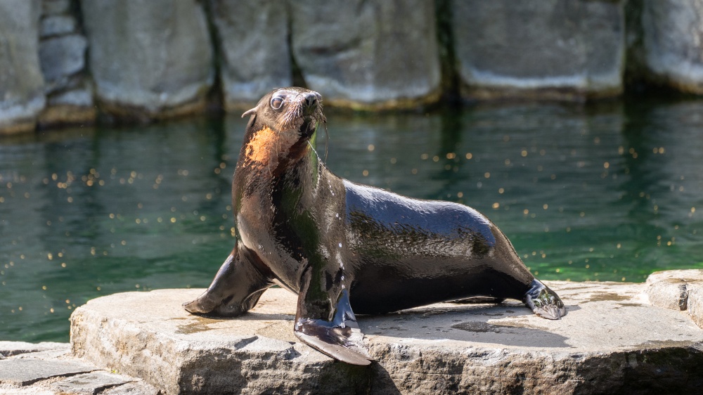 Lachtaní samec Oslo, foto: Oliver Le Que, Zoo Praha Lachtaní samec Oslo, foto: Oliver Le Que, Zoo Praha