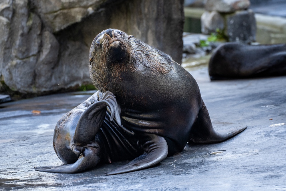 U veřejnosti oblíbený samec Meloun. Foto Oliver Le Que, Zoo Praha