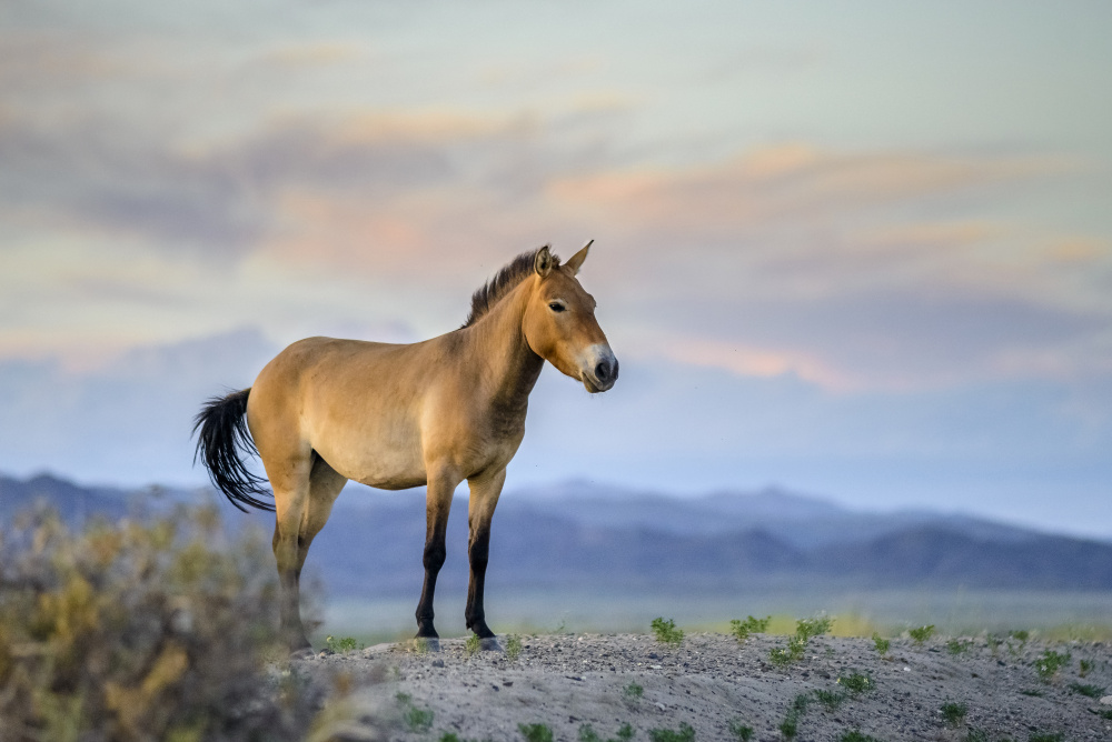 Zoo Praha má zásadní podíl na velkém úspěchu – v Přísně chráněné oblasti Velká Gobi B již žije třetí generace koní Převalského (Equus przewalskii) navrácených do mongolské přírody. Foto: Miroslav Bobek