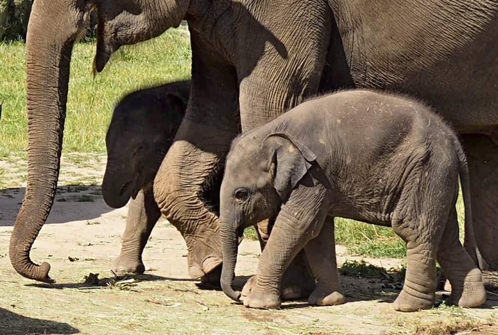 Sloní doprovod, autor: Vanessa Zítková, kategorie: Fotí děti – Sloní princezny, ID: 269