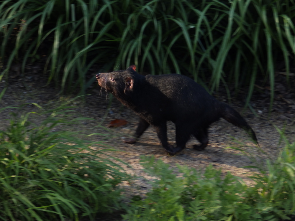 Ďábel medvědovitý nepatří do pekla, ale do nebe, autor: Lukáš Mudrák, kategorie: Fotí děti – Darwinův kráter, ID: 306