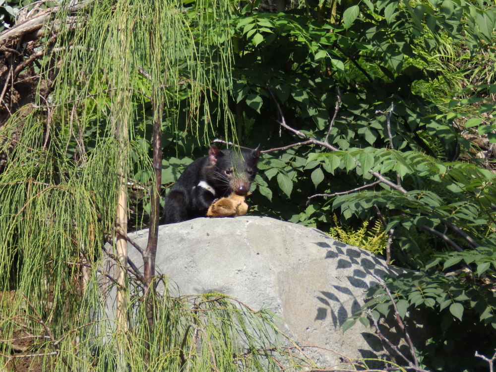 Ďábel na lovu, autor: Eliška Mudráková, kategorie: Fotí děti – Darwinův kráter, ID: 309